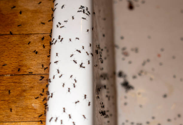 Pest Control for Restaurants in Hillsboro, OR