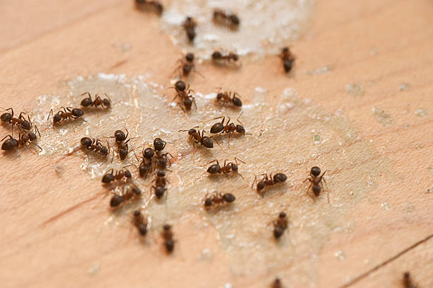Best Pest Control for Restaurants  in Hillsbo, OR
